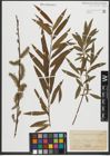 Foto von Salix purpurea L. x Salix viminalis L.